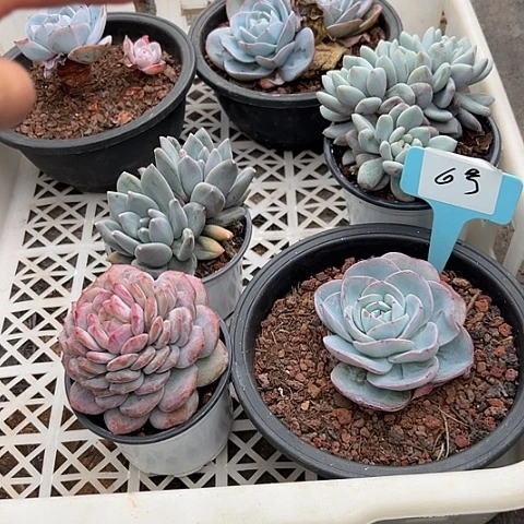 6号一筐脱土脱土多肉