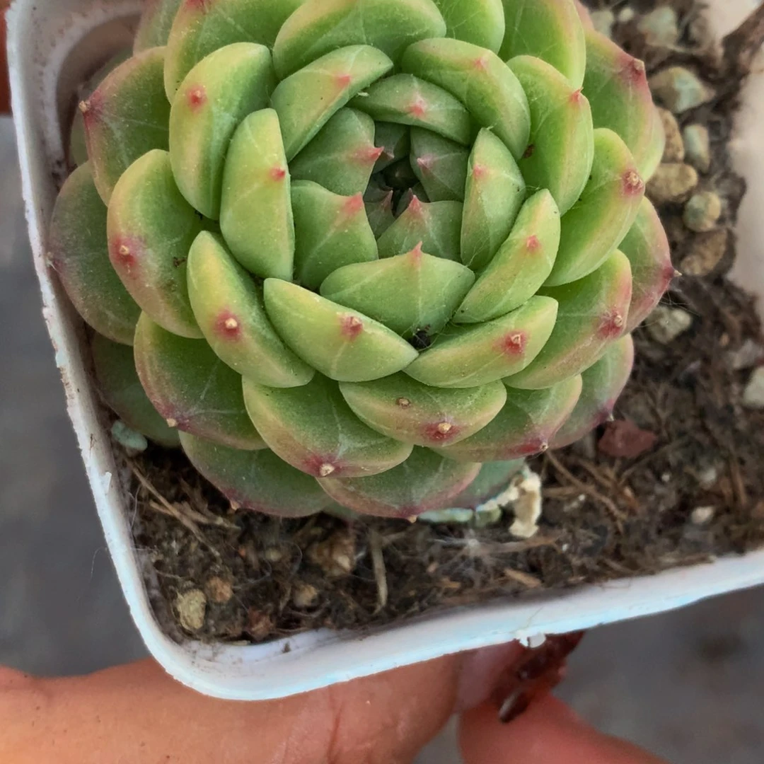 青提。珍妮（满9.99包邮不满9.99发叶子）