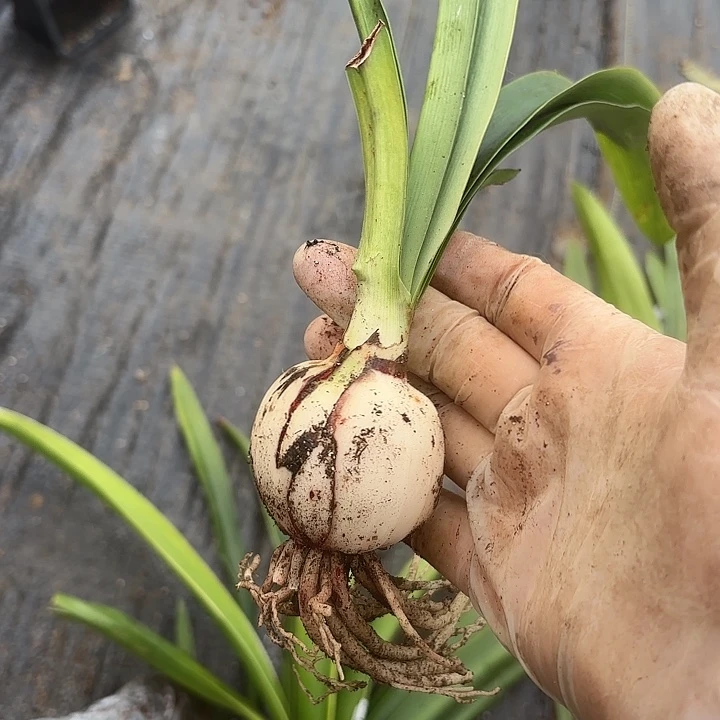 鬼魅4.5+带土福利剪叶