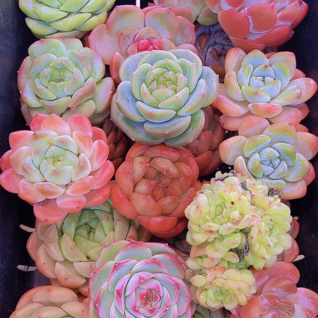 000002量拍保底20颗