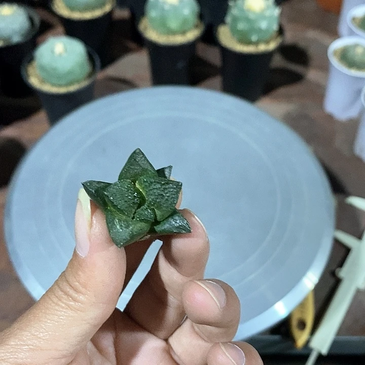 断***极连山牡丹实生根