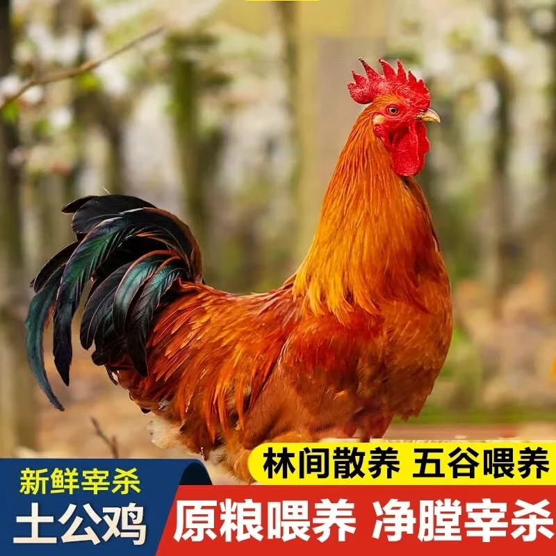 10斤大公鸡土鸡农家散养走地鸡小公鸡柴鸡肉新鲜现杀笨草鸡整只M6