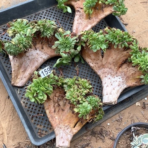 159四个香炉盘缀化多肉植物