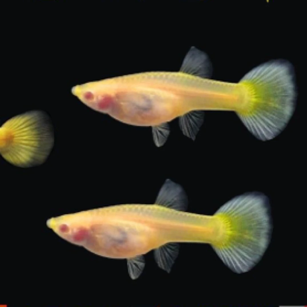 黄金玻璃猫白子孔雀鱼