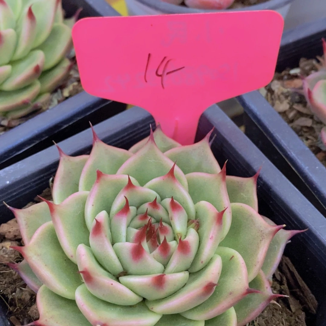 开心多肉，直播间，不对比