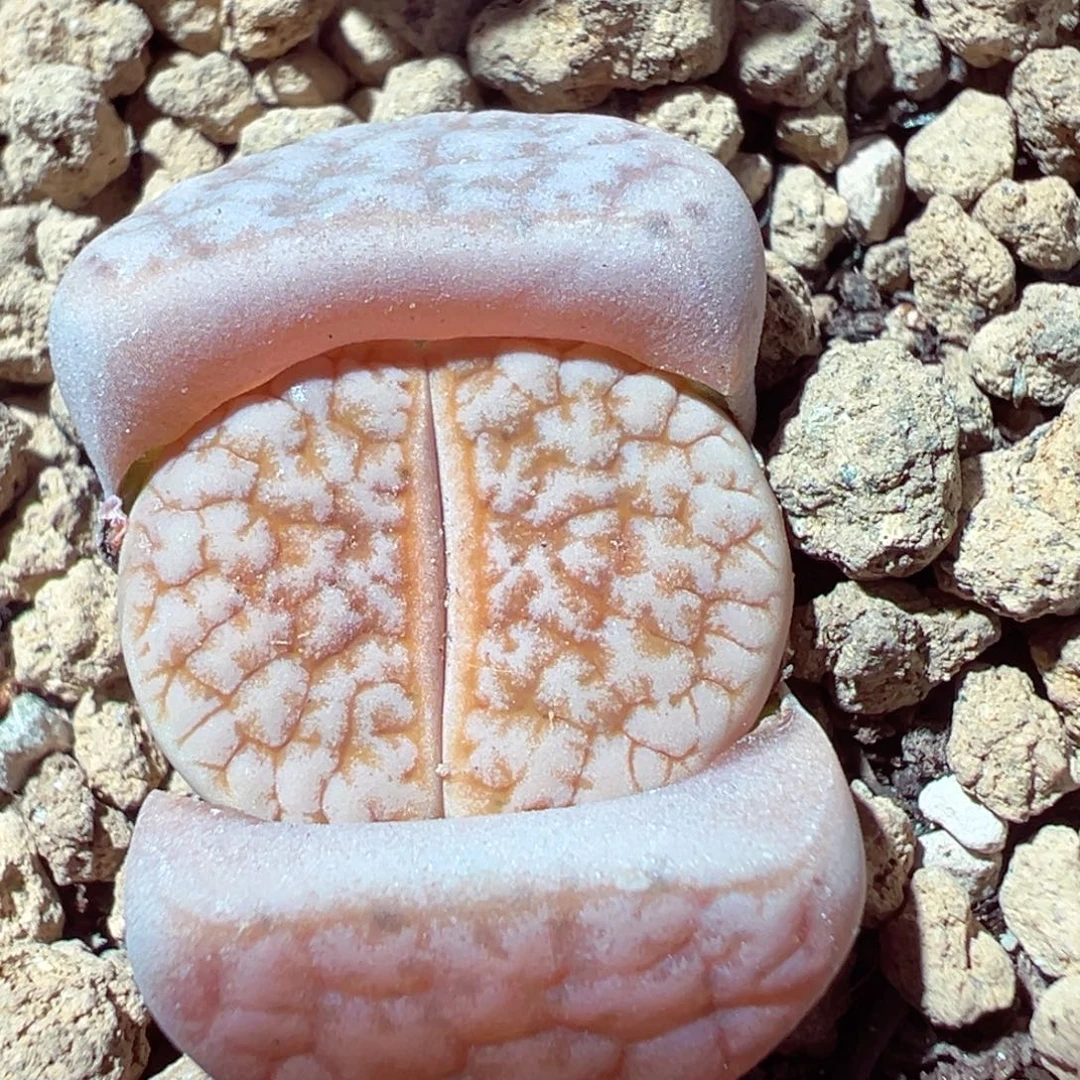 1221-201多肉多肉德系261