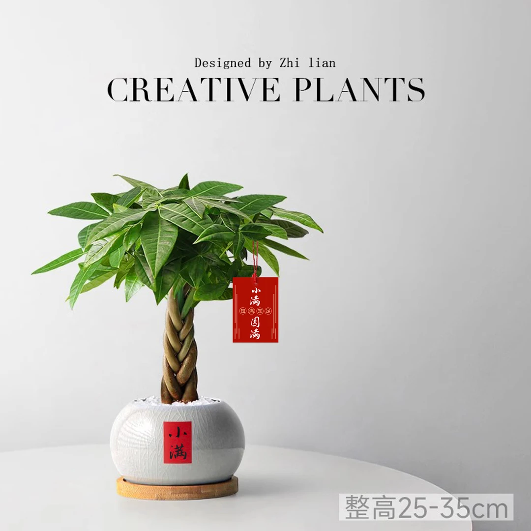 发财树小盆栽四季植物室内客厅中式禅意招财树盆景办公室桌面绿植