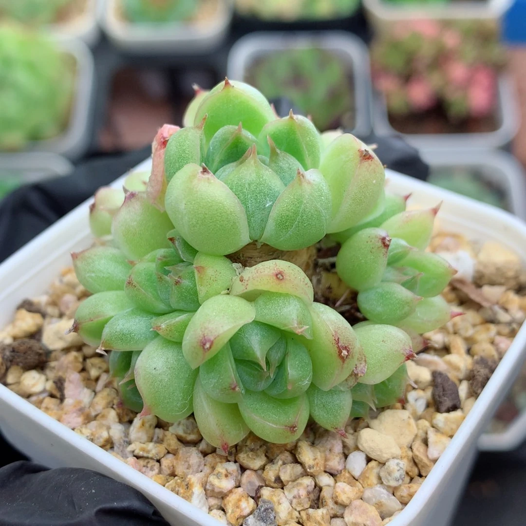 58包邮  群生不包整麦秆群101