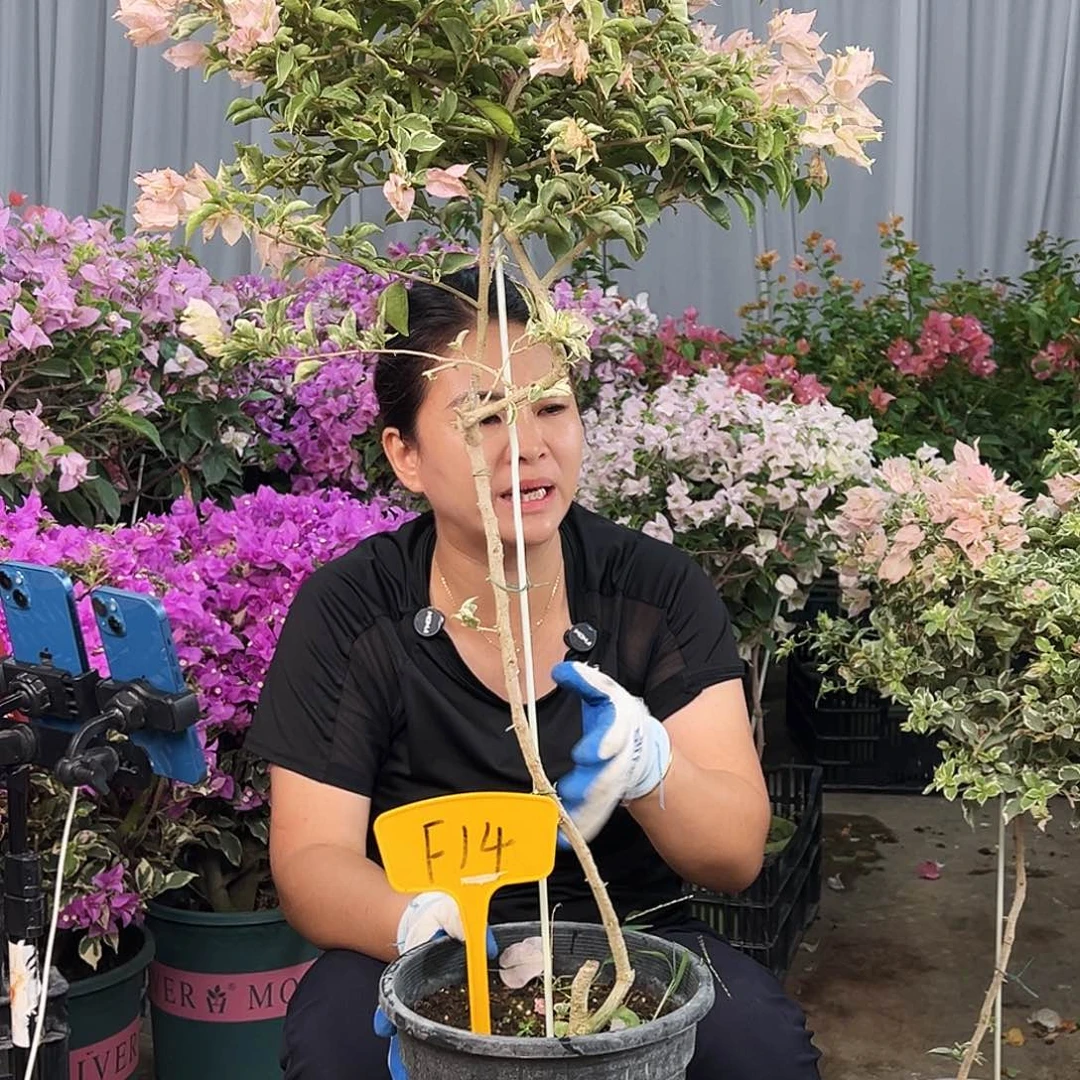 柠****大部分花苞少量开放F14少女心