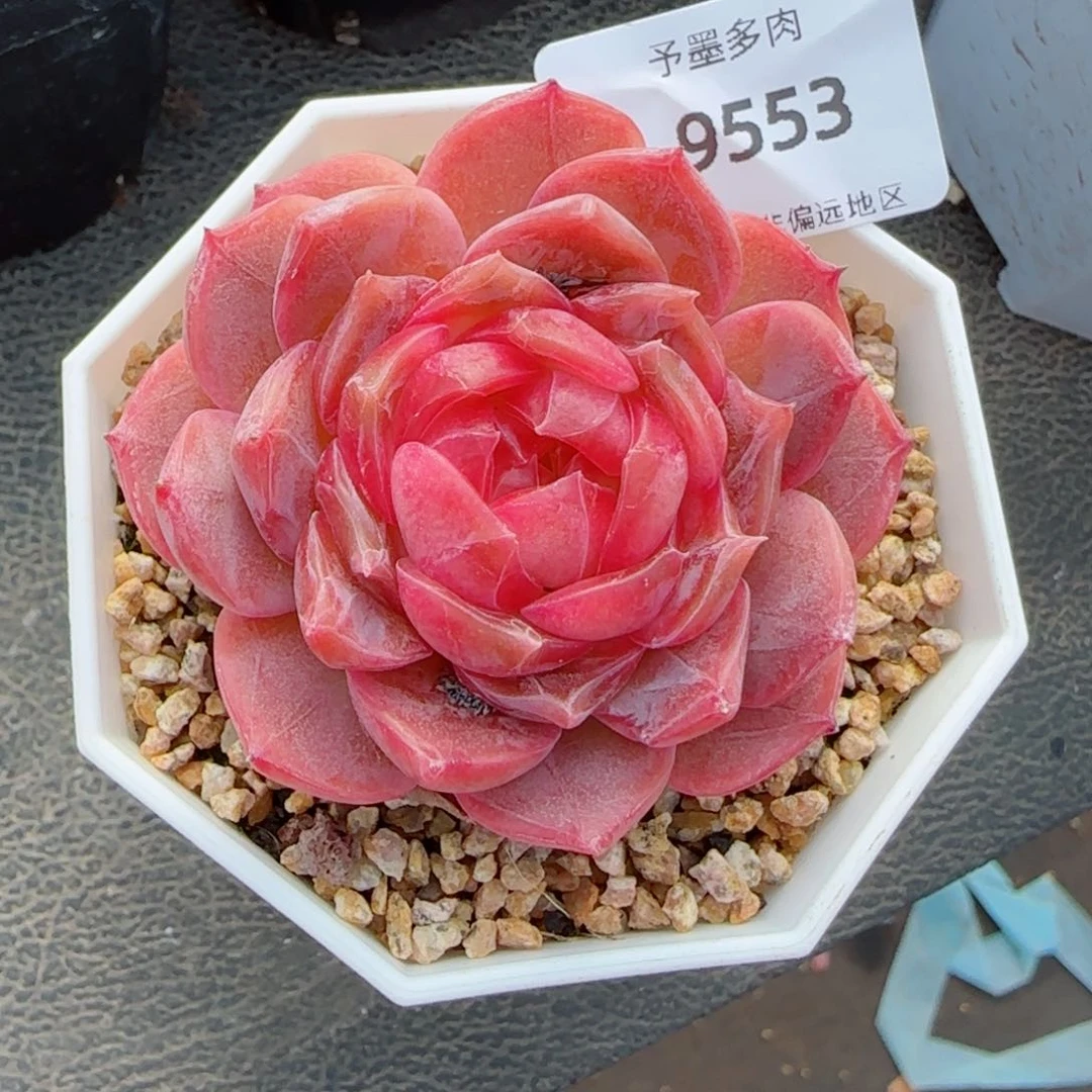 孤品溏心，9553多肉植物