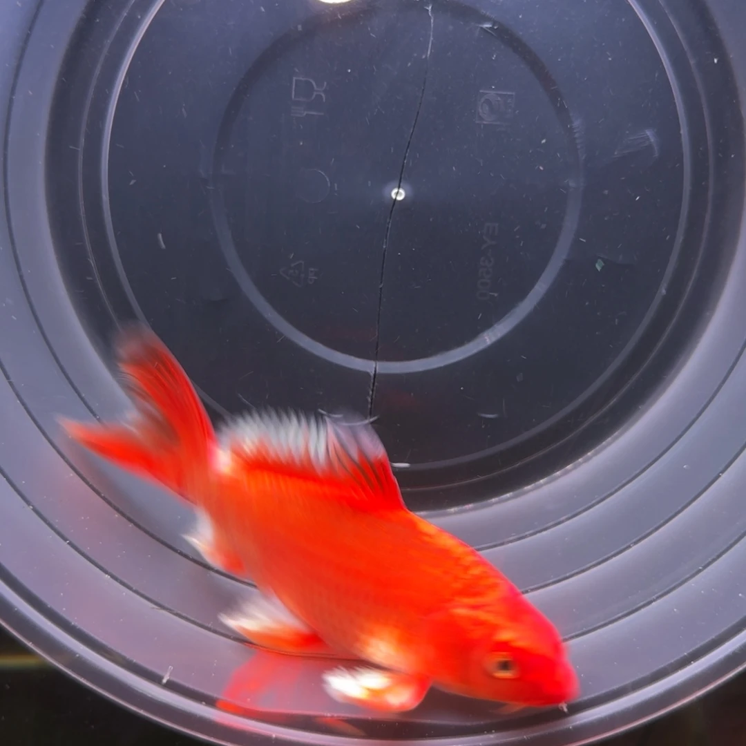 中国大陆红色蝴蝶鲤