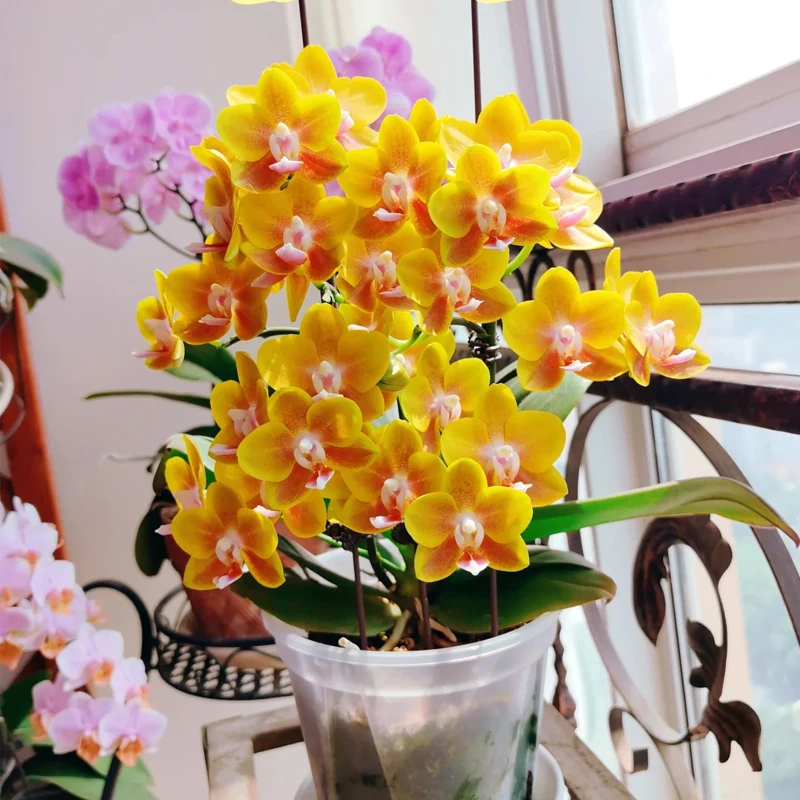 浓香型贵族品种蝴蝶兰香水黄金带2花剑好养室内绿植花卉盆栽
