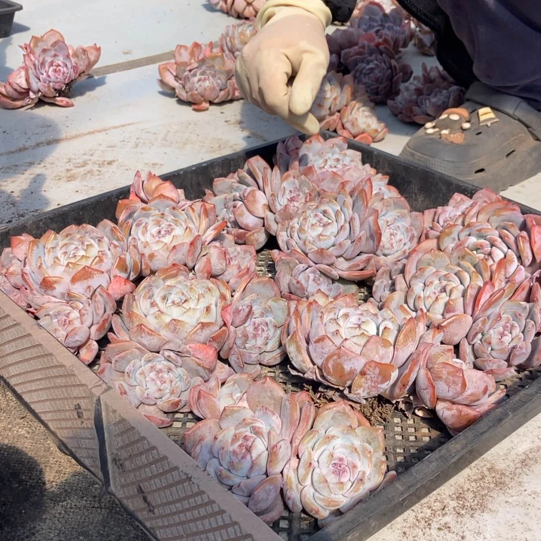 26-24紫皮石榴籽星影老桩随机