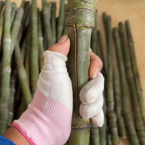 想***实心竹竹竹竹竹竹竹竹竹竹