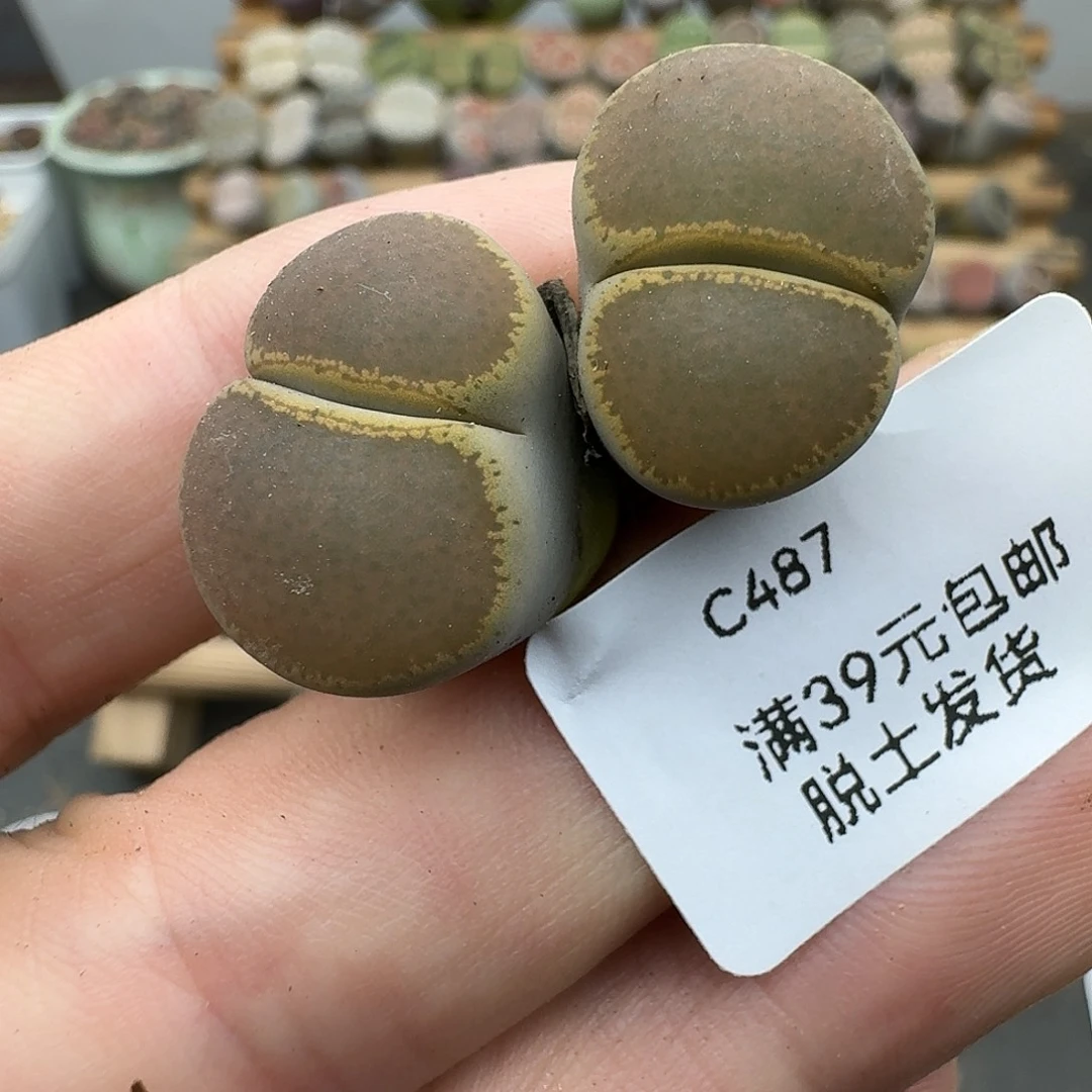 487多肉哈哈哈哈哈哈哈