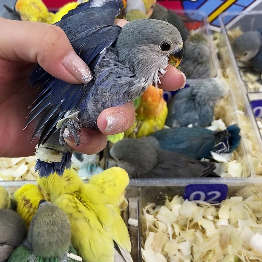 牡丹356790875年来在国内外