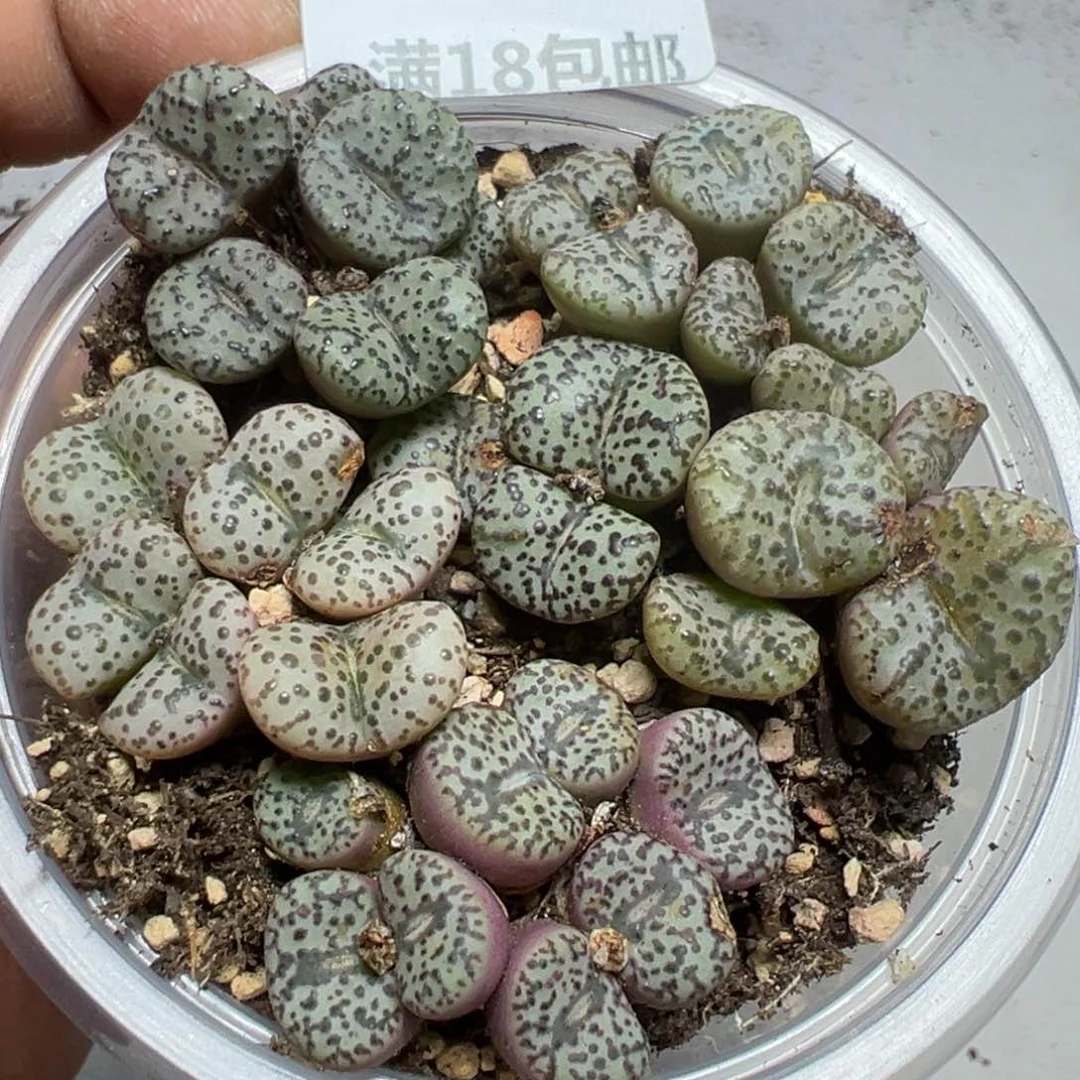 【闪购商品】 549。