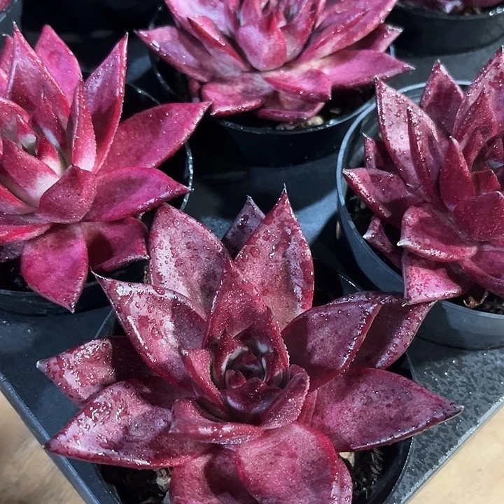 2棵精品血色罗宾多肉植物