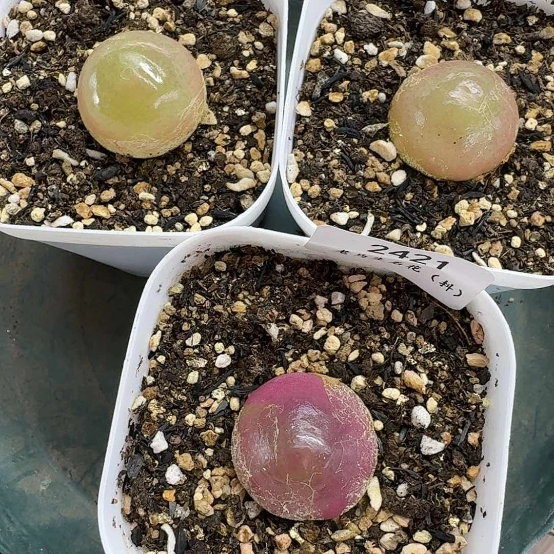 玛***啦老马生石花灯泡2421