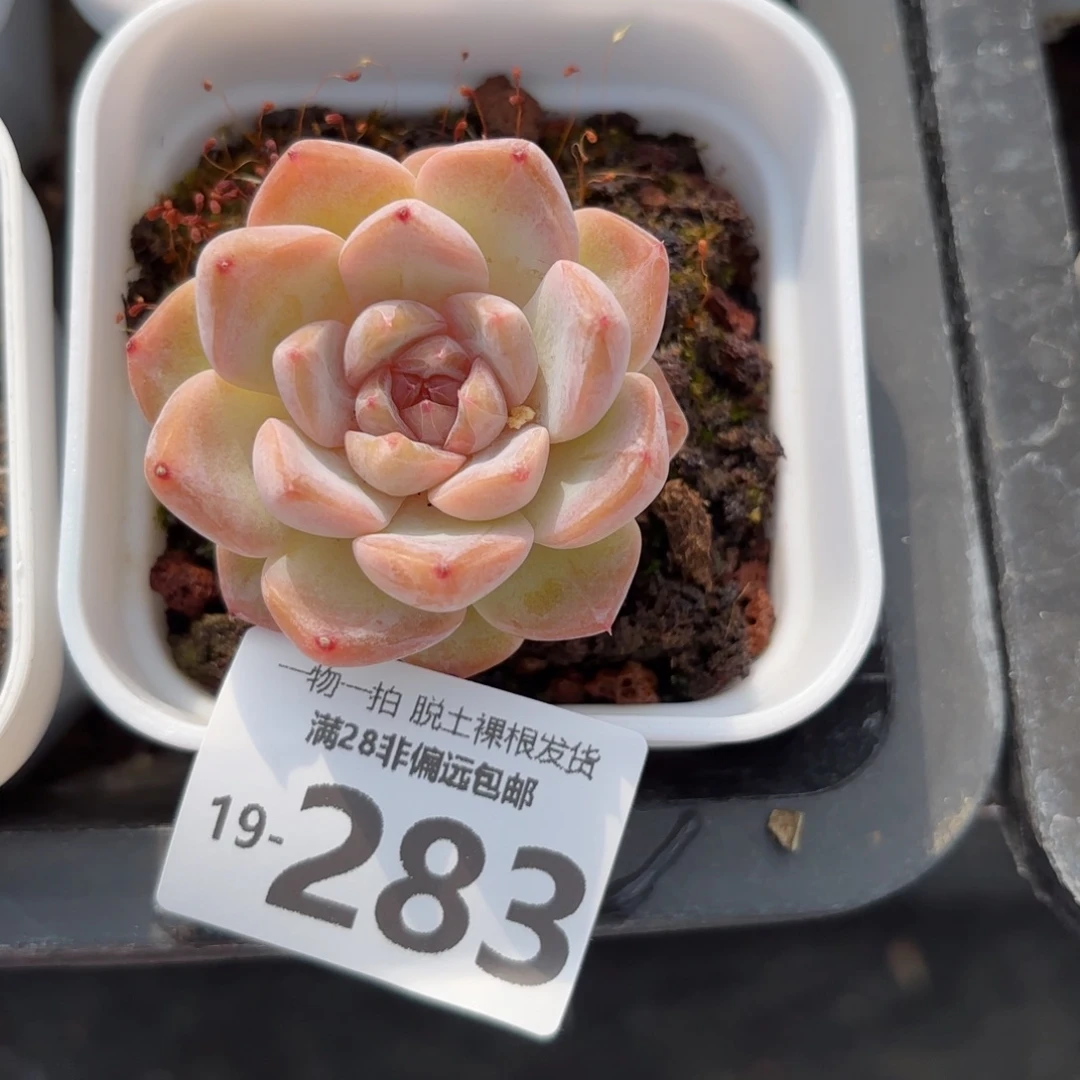 冰魄单头多肉多肉