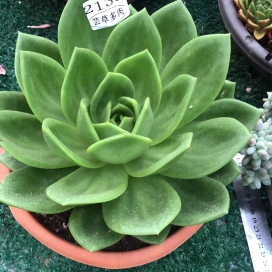 翠花，2139，一物一拍