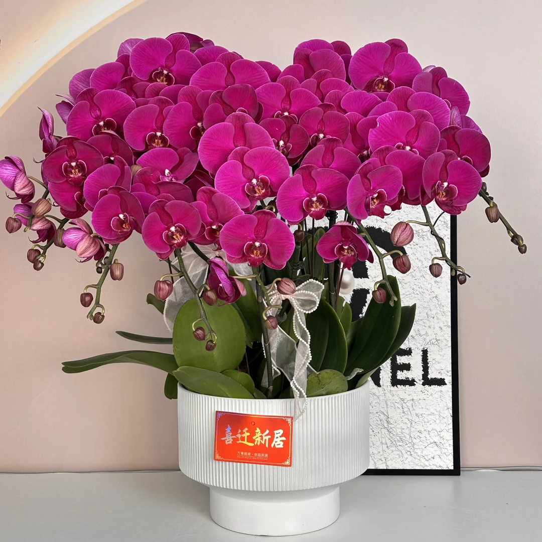 精品蝴蝶兰【大辣椒】鲜花盆栽好养活多样性发货