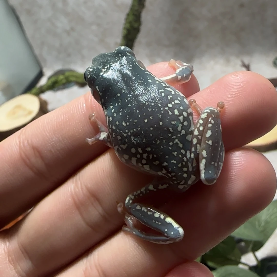 老爷树蛙特蓝两边大雪