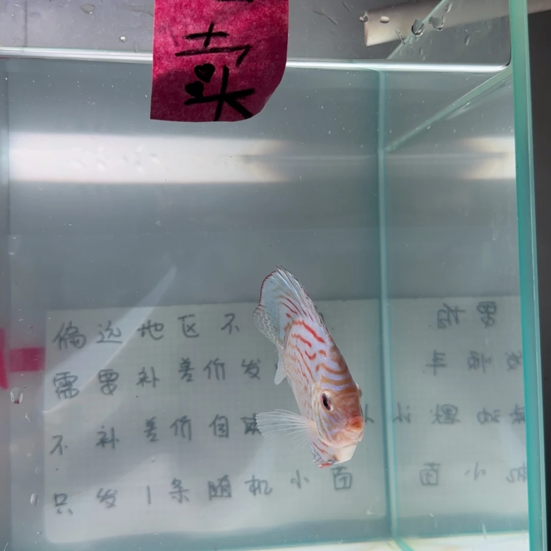 七彩神仙鱼肉身7左右，偏远地区不要拍