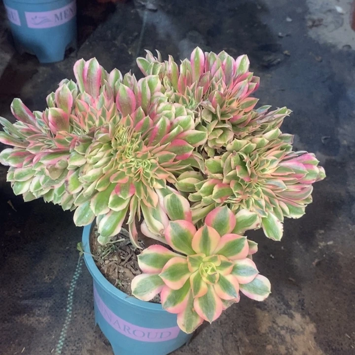 粉女巫缀多肉植物70。