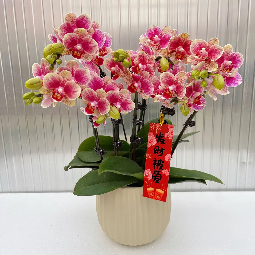 蝴蝶兰【聚宝盆】花期巨长新手推荐好养耐养乔迁送礼广西基地直发