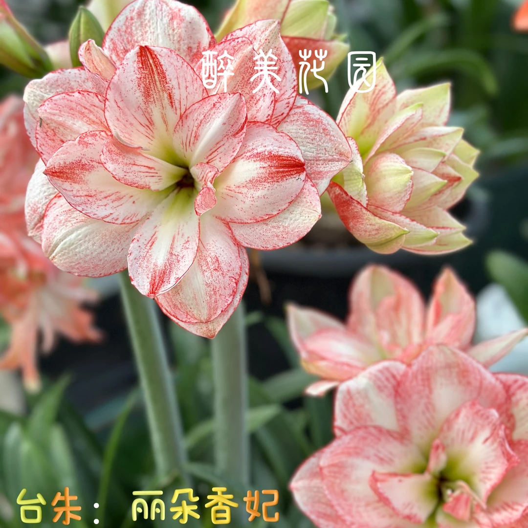 丽朵香妃朱顶红球，整坨带多侧《脱盆土发》，只包对板，不包后期养护
