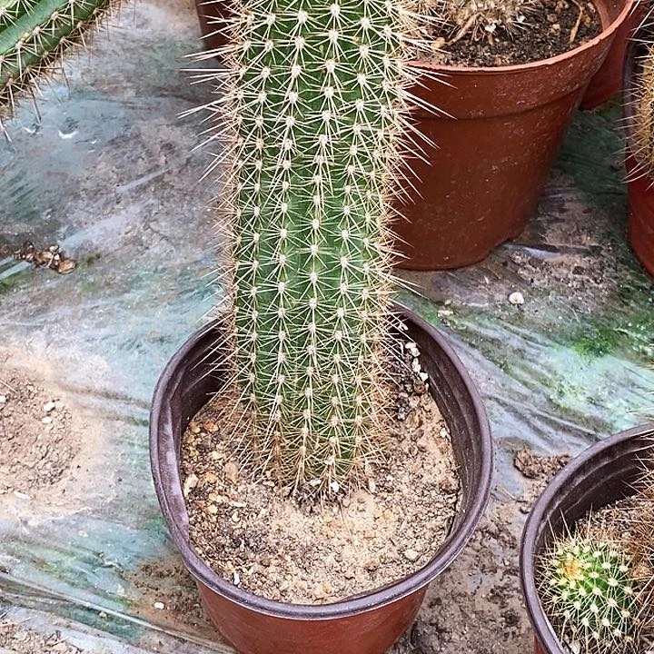 云**冬粉中筋/脱土脱盆20包邮/