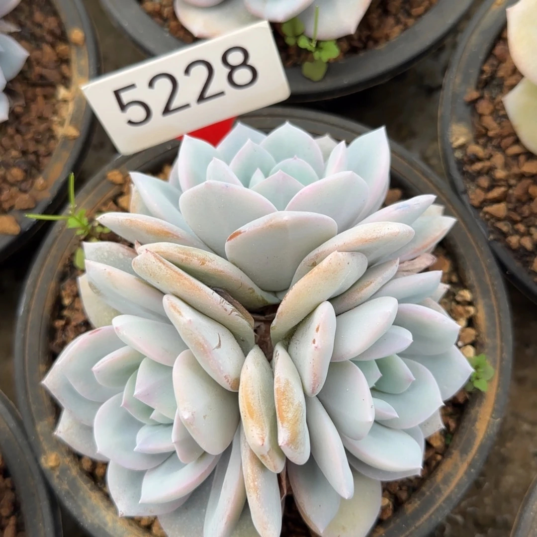 5228。    奶茶三头