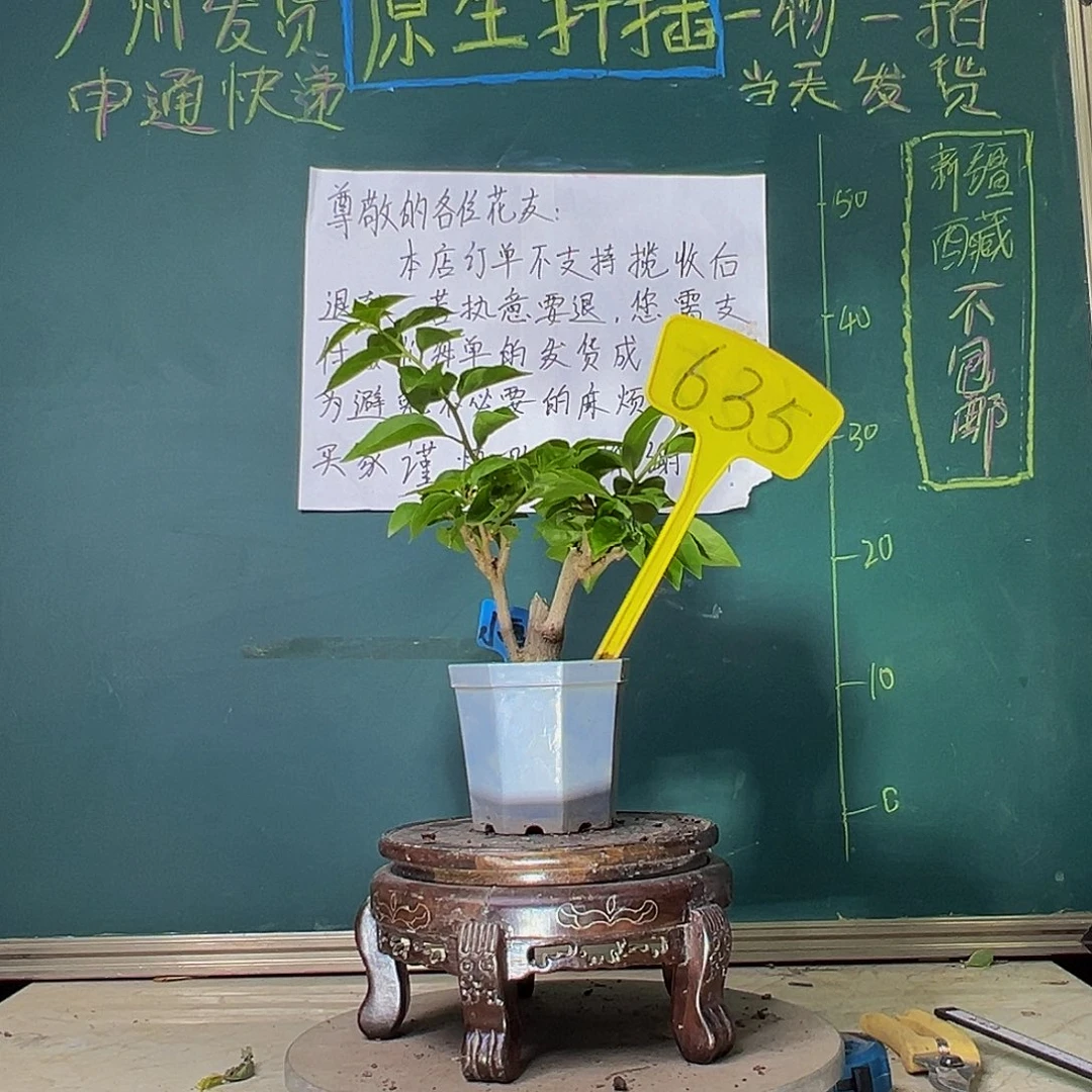 当前无花栽培后可以开花小画报 大宝 635