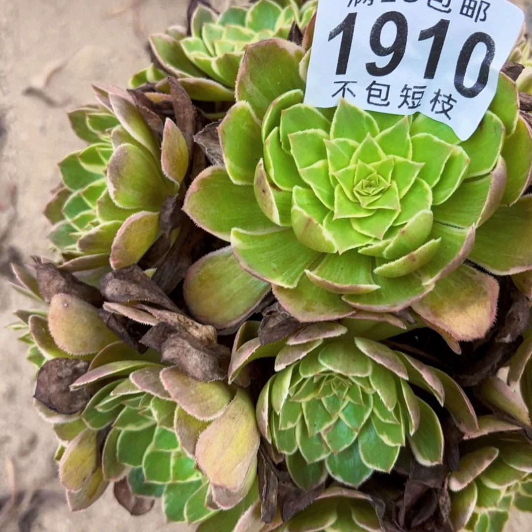莲花座多肉植物法师1910