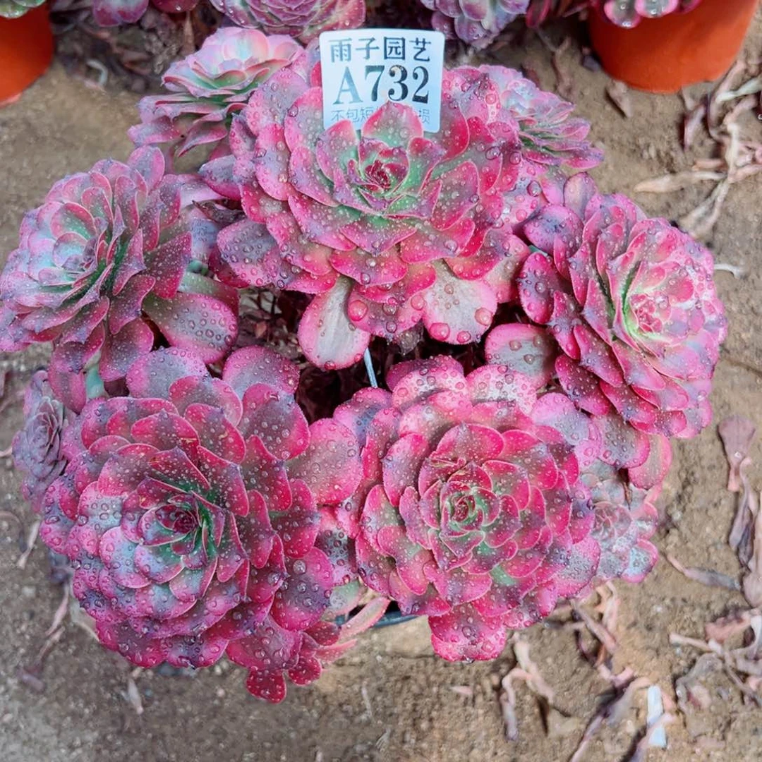 732美姬尺寸25左右