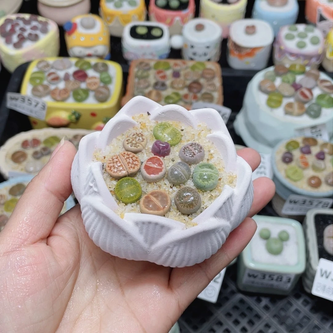 w3587 -零下地区拍保温箱-15支持寄养