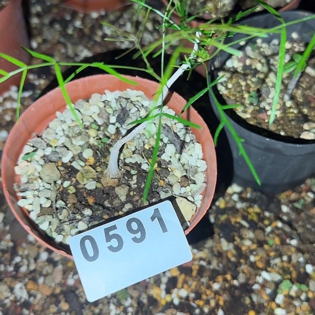 【闪购商品】?**生块根植物
