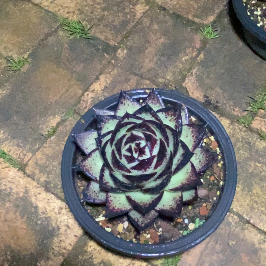 大****福利特价友情价美乌桃包