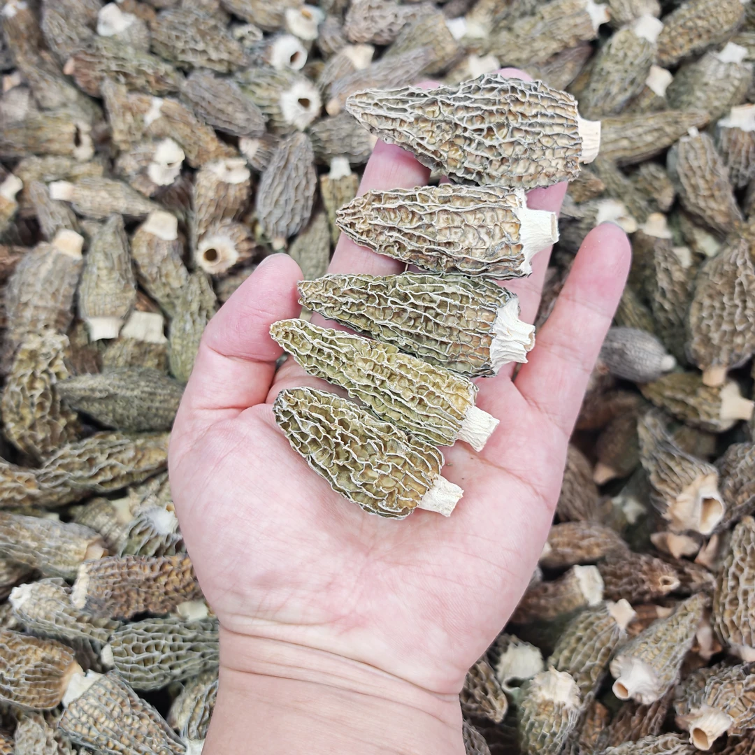 剪脚羊肚菌 新货靓货 煲麦冬汤