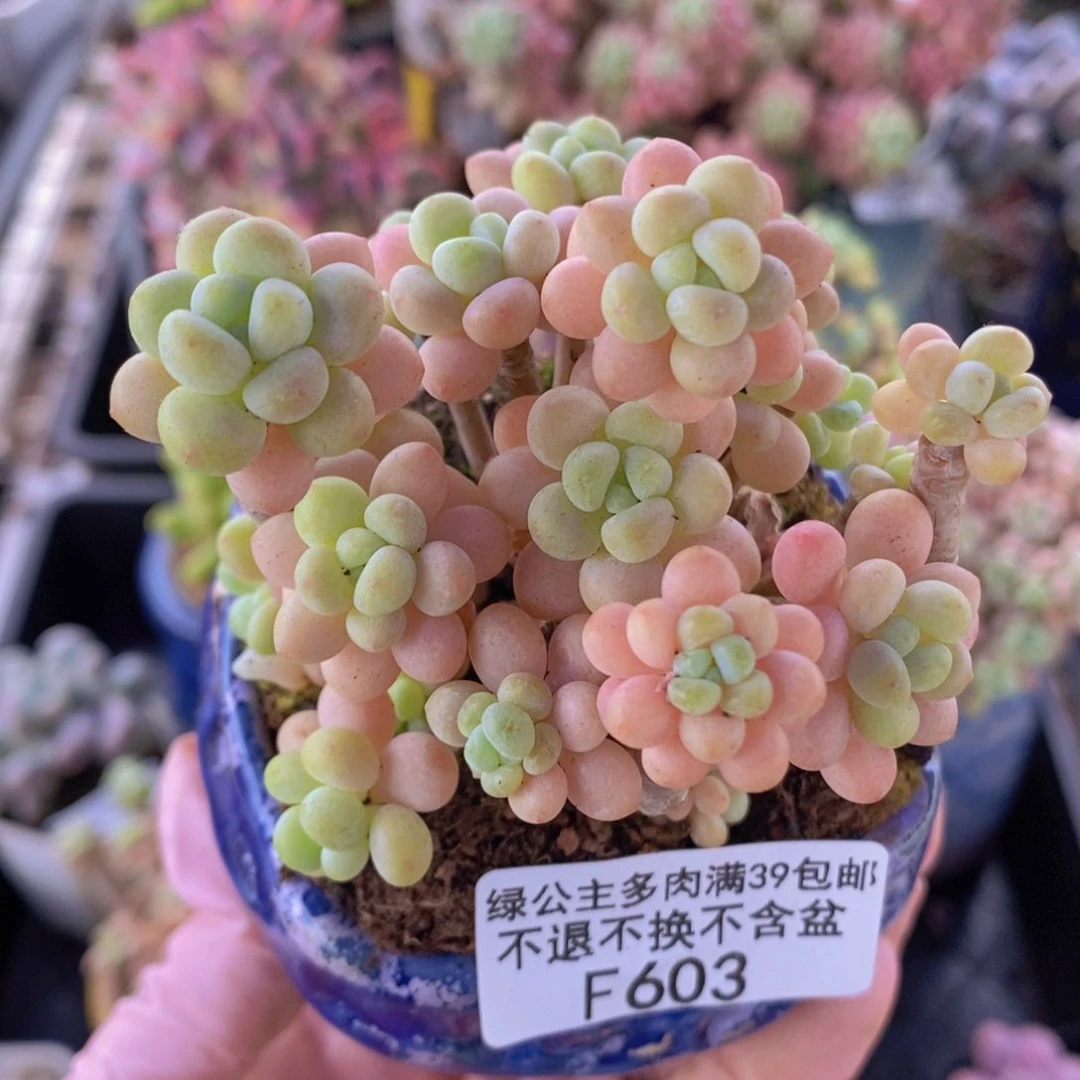 花朵鱼子酱老桩有砍7cm603多肉植物