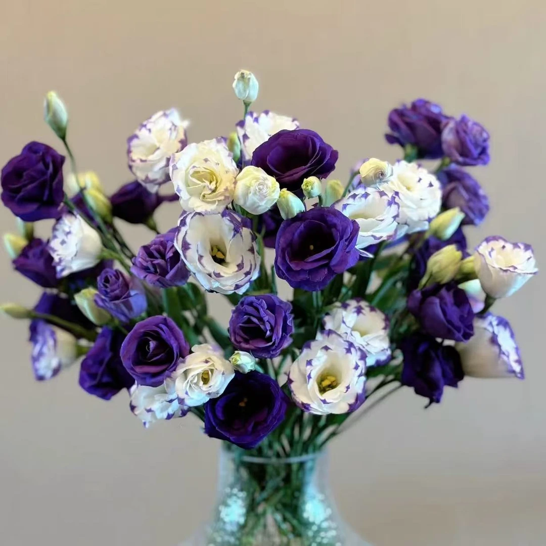 【花之物语】洋桔梗紫色加紫边  包邮