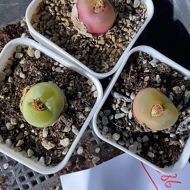 12386。    一组。带盒。 蟠桃。