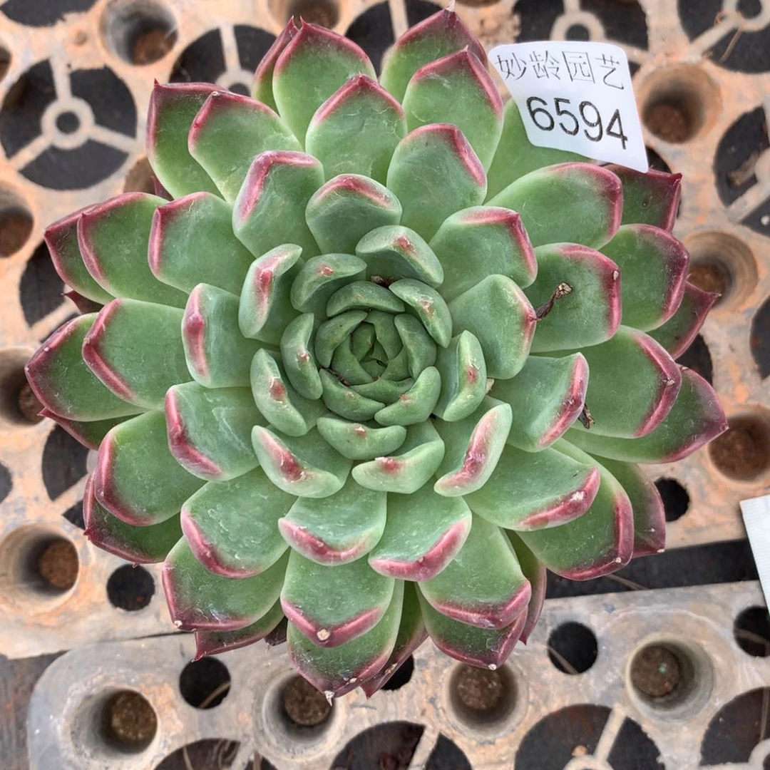 早***36594杂交精品基地12厘米