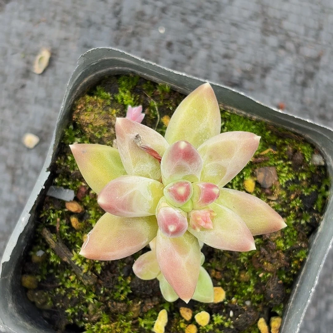 1颗小何家美人系列多肉