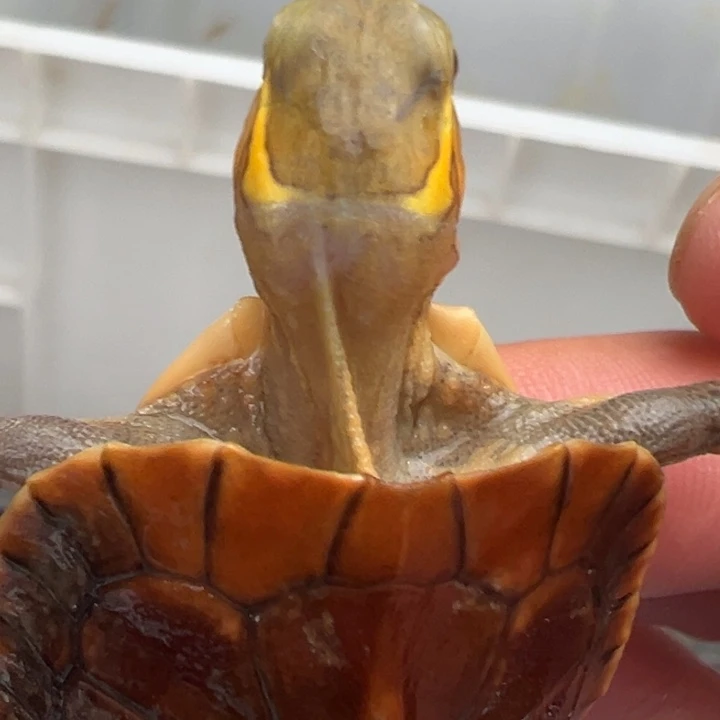 母绿毛龟啦啦咯咯咯