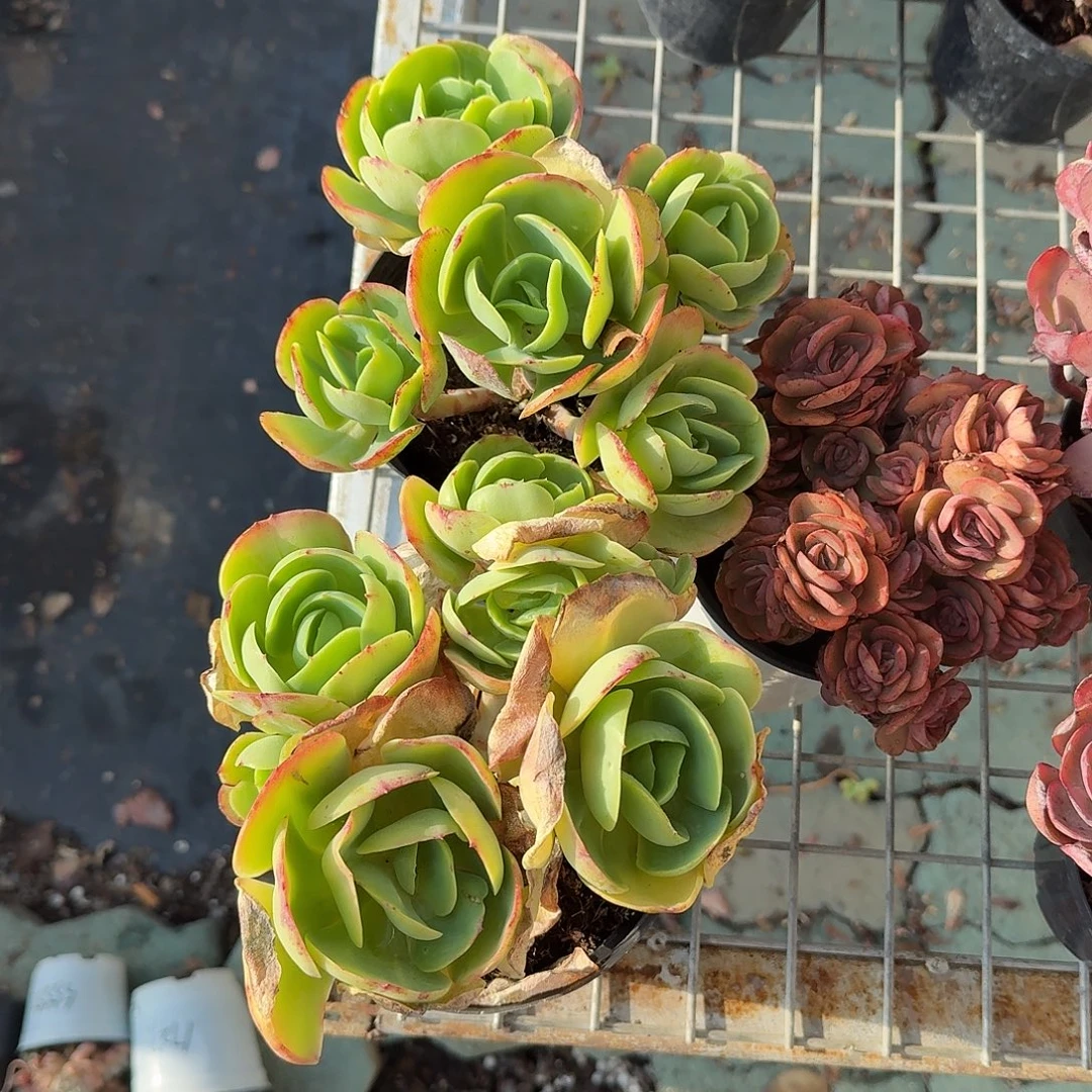 大号碧桃多肉植物精品