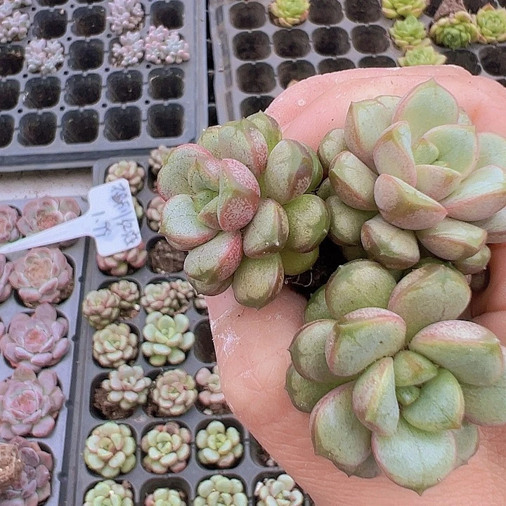 穴盘葡萄5颗19包邮多肉