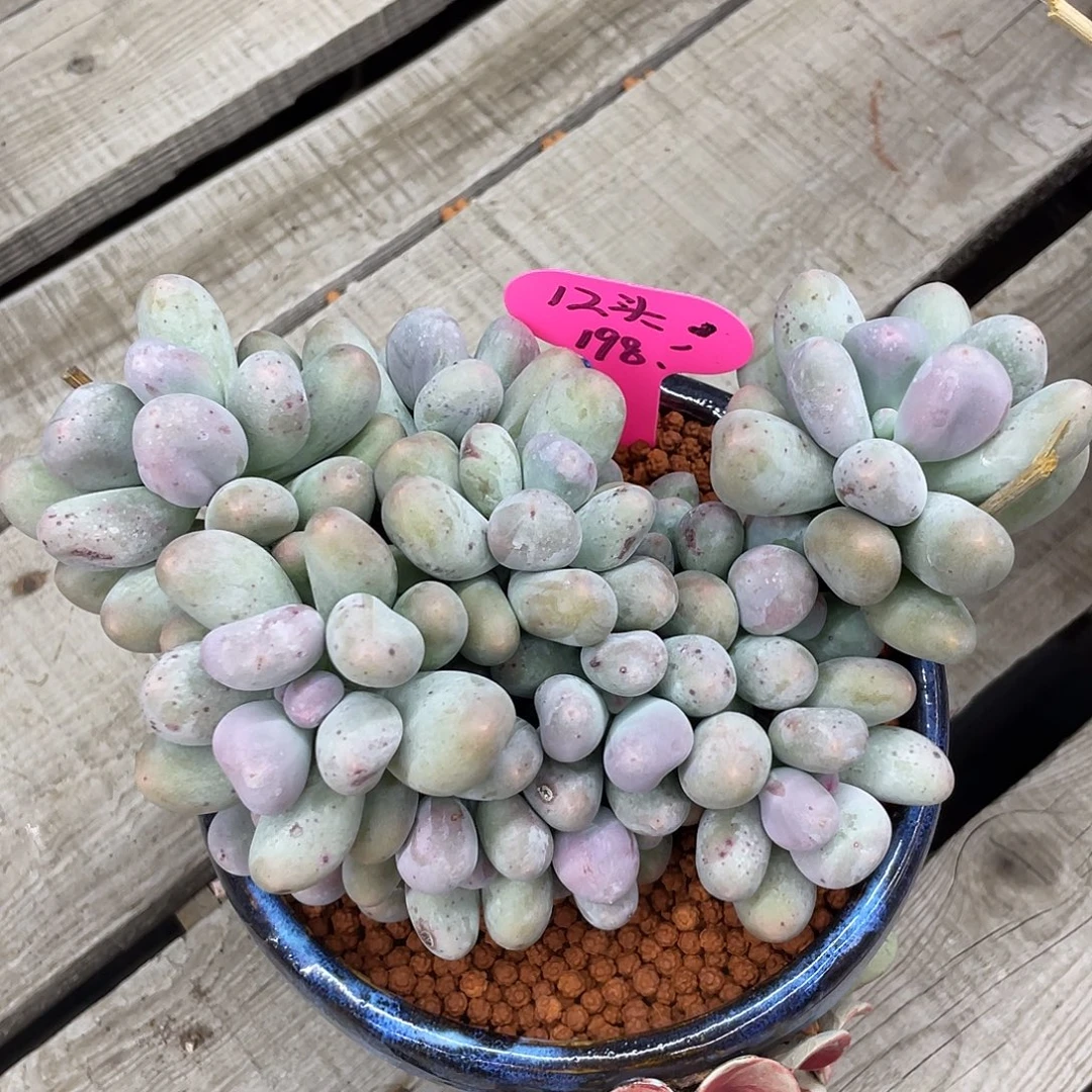 正版米可奶酪12头群生，冠幅约，19.5cm