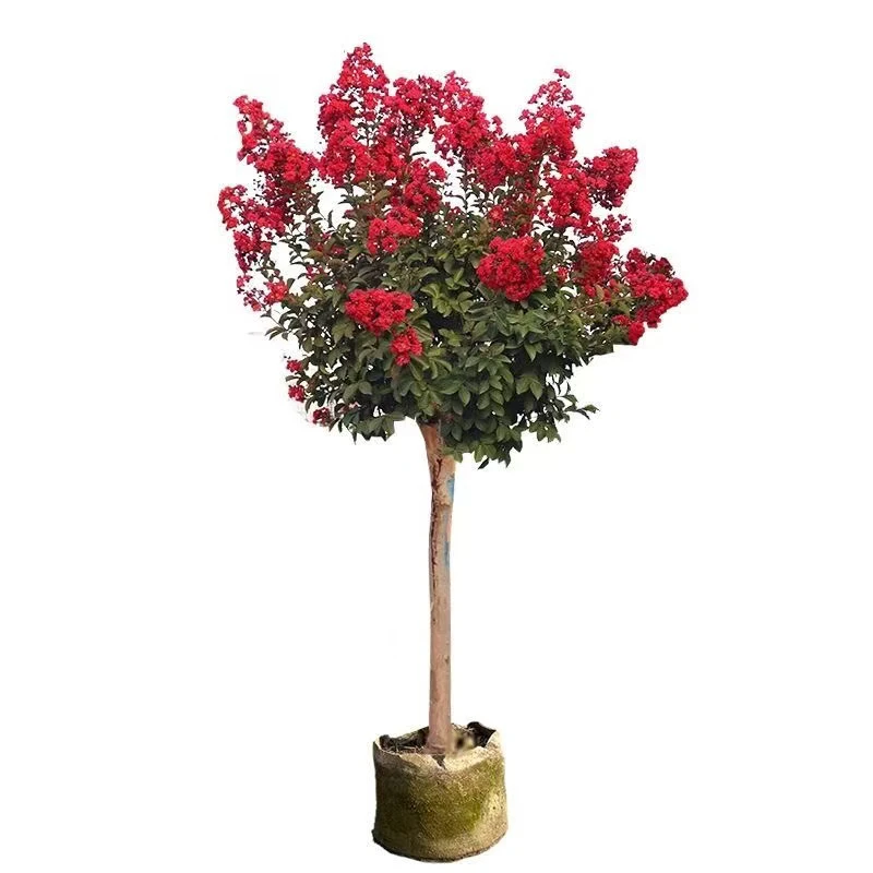 紫薇树苗庭院种植品种齐全一物一拍